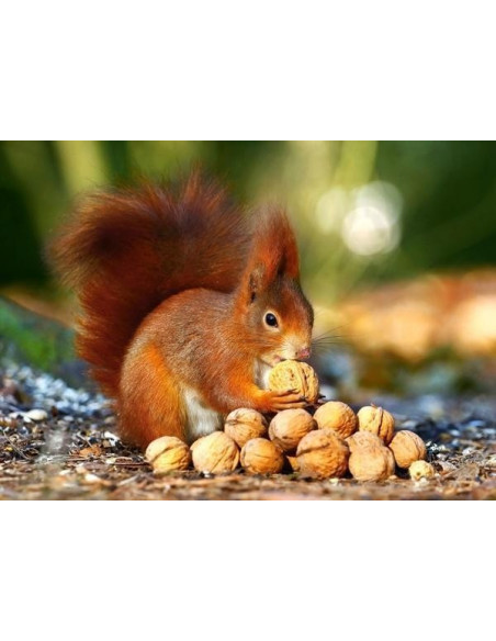 Squirrel in Paradise, Puzzle Castorland, 180 piese,Uniq18277