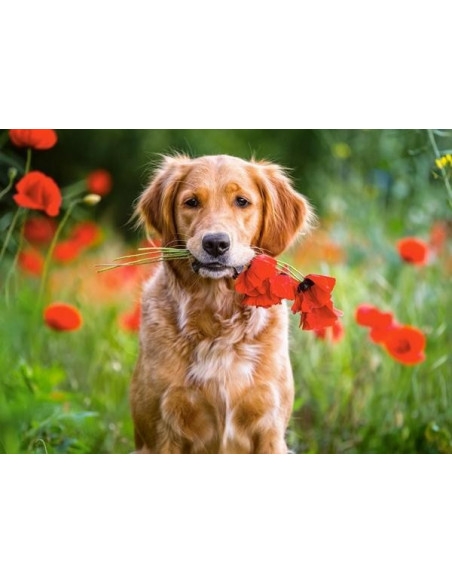 Flowers for you, Puzzle Castorland, 180 piese,Uniq18284