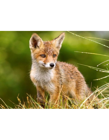 Little fox on the meadow, Puzzle Castorland, 260 piese,Uniq27354