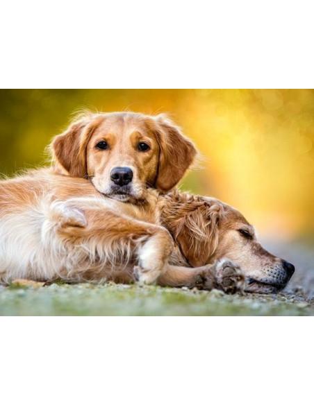 Friendship forever, Puzzle Castorland, 260 piese,Uniq27361
