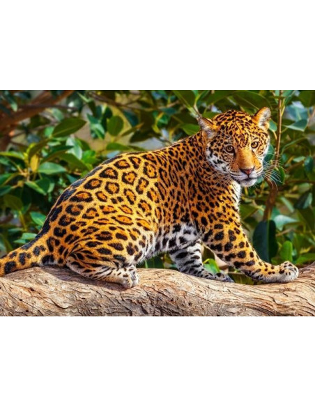 Little Jaguar, Puzzle Castorland, 260 Piese,Uniq27392