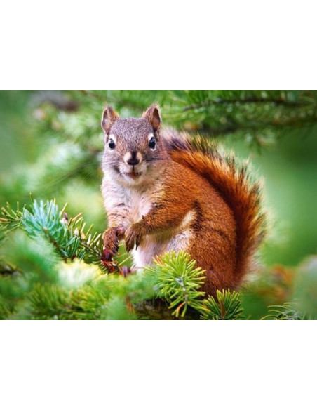 Pine Squirrel, Puzzle Castorland, 260 Piese,Uniq27422