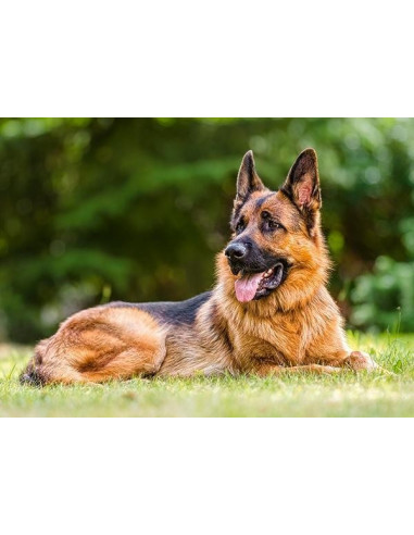 German Shepherd, Puzzle Castorland, 300 Piese,Uniq30200