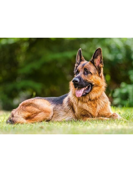 German Shepherd, Puzzle Castorland, 300 Piese,Uniq30200