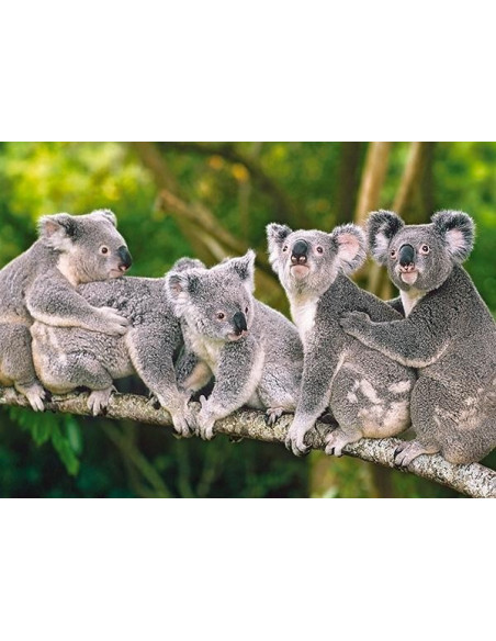 Familie Ursuleti Koala, Puzzle Castorland, 120 Piese,Uniq13289
