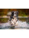 Caine In Apa, Puzzle Castorland, 500 Piese,Uniq52424