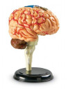 Macheta creierul uman,LER3335
