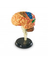 Macheta creierul uman,LER3335