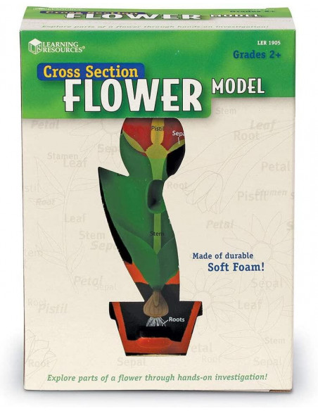 Model de sectiune a florii,LER1905