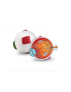 Model sectiune - Ochiul,LER1907 2