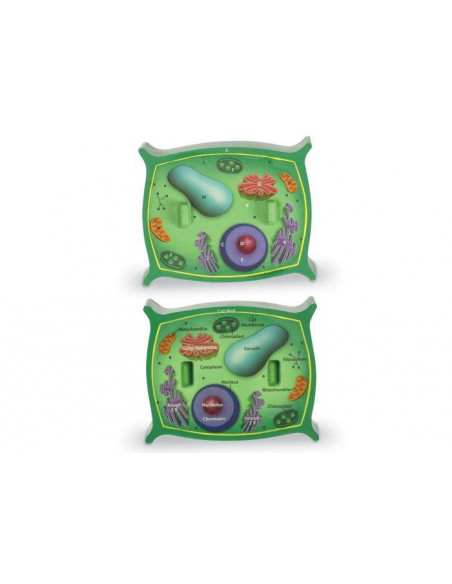 Sectiunea celulei plantei,LER1901