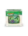 Sectiunea celulei plantei,LER1901