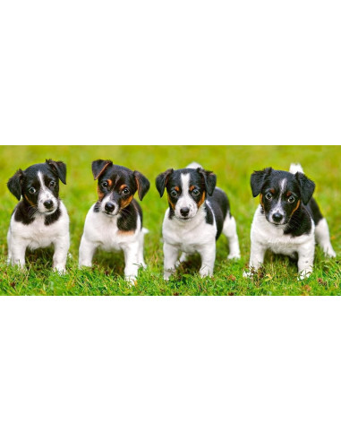 Catelusi Jack Russell Terrier, Puzzle Castorland Panoramic, 600