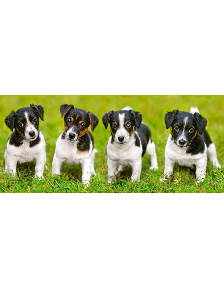 Catelusi Jack Russell Terrier, Puzzle Castorland Panoramic, 600