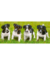 Catelusi Jack Russell Terrier, Puzzle Castorland Panoramic, 600