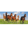 Paradisul Cailor, Puzzle Castorland Panoramic, 600