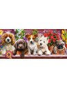 Catelusi, Puzzle Castorland Panoramic, 600 Piese,Uniq60368