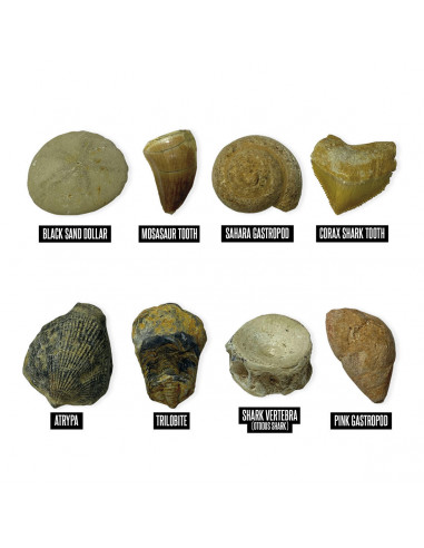 GeoSafari - Kit excavare fosile,EI-5340