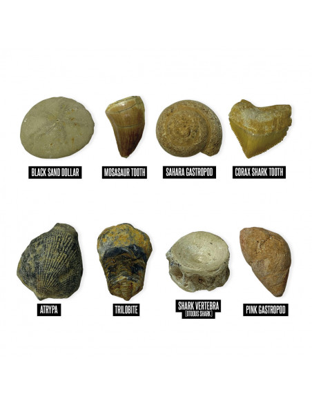 GeoSafari - Kit excavare fosile,EI-5340
