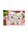 Catelusi Terrier, Puzzle Castorland, 120 Piese,Uniq13494