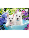Catelusi Westie, Puzzle Castorland, 200 Piese,Uniq222032