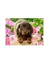 Catelus, Puzzle Castorland, 260 Piese,Uniq27514