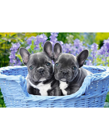 Pui De Buldogi Francezi, Puzzle Castorland, 1000