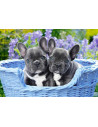 Pui De Buldogi Francezi, Puzzle Castorland, 1000