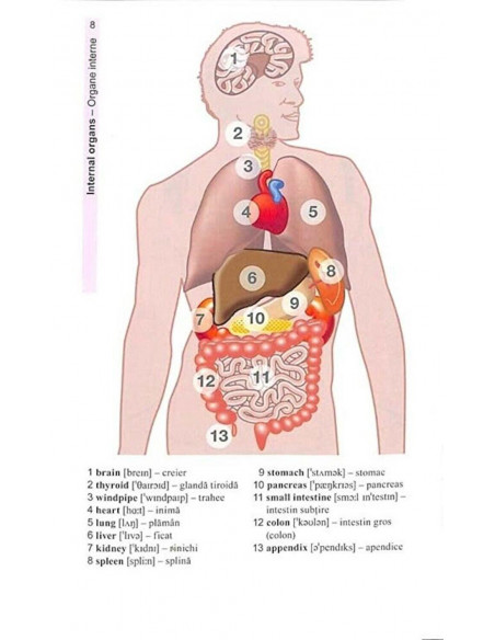 Vocabularul de baza in imagini - Limba engleza,EDU254