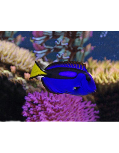 Proiector tip lanterna - Animale marine,N5132