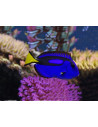 Proiector tip lanterna - Animale marine,N5132