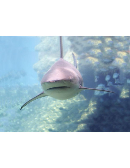 Proiector tip lanterna - Animale marine,N5132