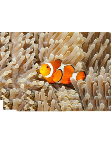 Proiector tip lanterna - Animale marine,N5132