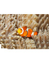 Proiector tip lanterna - Animale marine,N5132