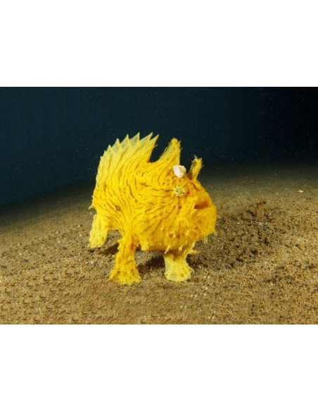 Proiector tip lanterna - Animale marine,N5132