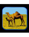 Proiector tip lanterna - Animale,T38248