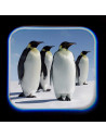 Proiector tip lanterna - Oceanul,T38255