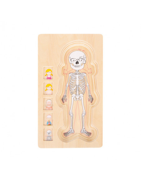 Puzzle multistrat de anatomie - fata,L5814