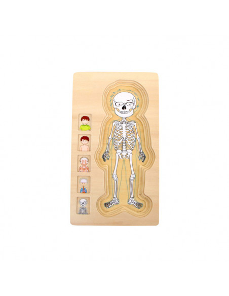 Puzzle multistrat de anatomie - baiat,L5842