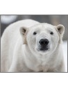 Proiector tip lanterna - Animale periculoase,E2038