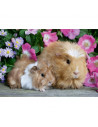 Puzzle Porcusor De Guinea Si Iepuras, 2X12 Piese,RVSPC05144