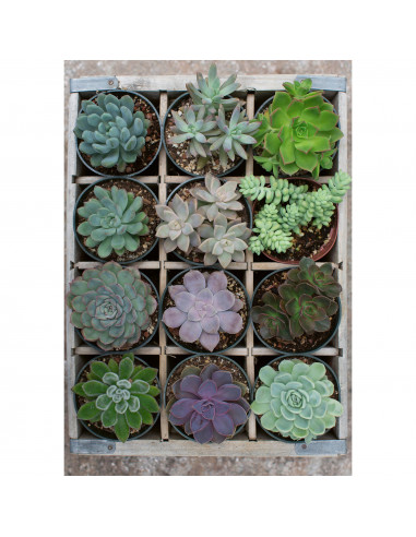 Puzzle Plante Suculente, 300 Piese,RVSPA12967