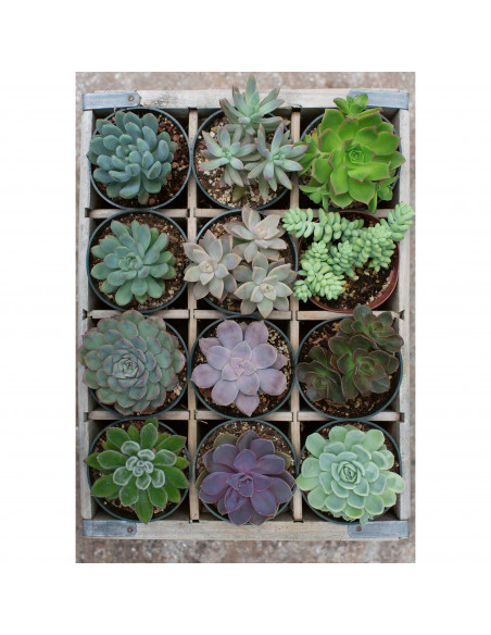 Puzzle Plante Suculente, 300 Piese,RVSPA12967