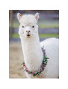 Puzzle Alpaca, 200 Piese,RVSPA13270