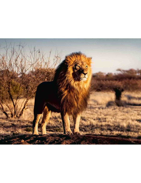 Puzzle Leu Regele Animalelor, 1500 Piese,RVSPA17107