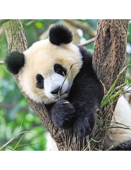 Puzzle Panda, Leu Si Tigru, 3X49 Piese,RVSPC05666