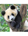 Puzzle Panda, Leu Si Tigru, 3X49 Piese,RVSPC05666