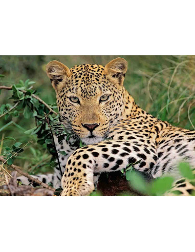 Puzzle Leopard, 100 Piese,RVSPC13345