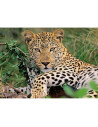 Puzzle Leopard, 100 Piese,RVSPC13345