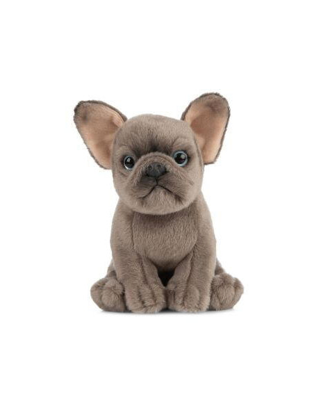 Catelus de plus Bulldog,AN437